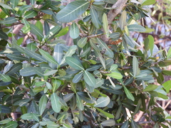 Garcinia livingstonei, photograph (c) Mark Clarke, some rights reserved (CC BY)