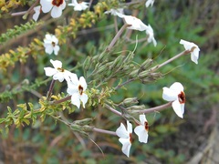 Jamesbrittenia albobadia