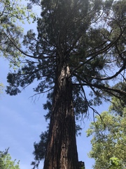 Sequoioideae