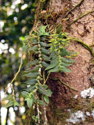 Angraecum appendiculoides image