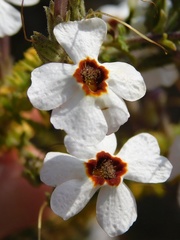 Jamesbrittenia albobadia