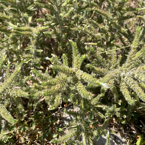 Pale Bugloss