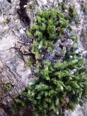 Orthotrichum diaphanum