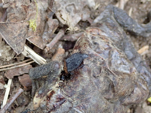 Raudonnugaris maitvabalis