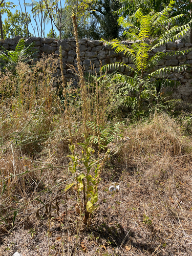 Orange Mullein