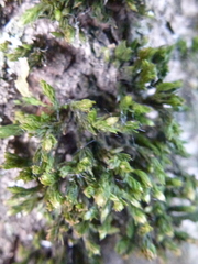 Orthotrichum diaphanum
