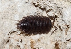 Porcellio obsoletus