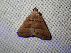 Polypogon nothusalis