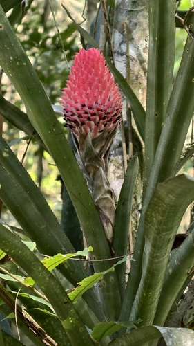 Quesnelia quesneliana
