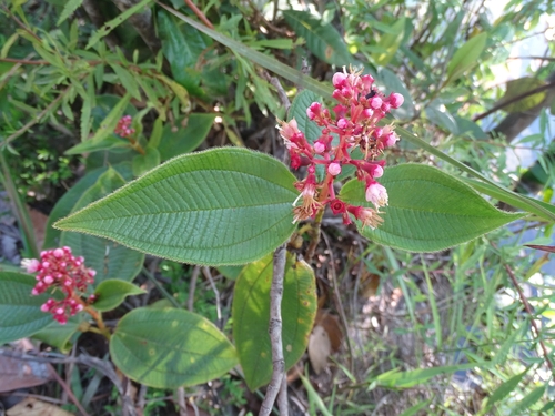Miconia tococa