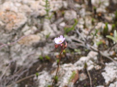 Drosera natalensis image