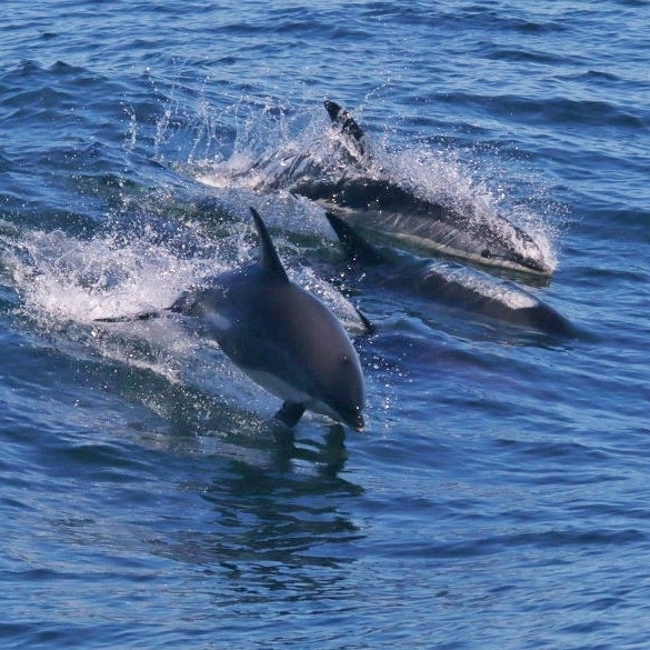 Lagenorhynchus acutus