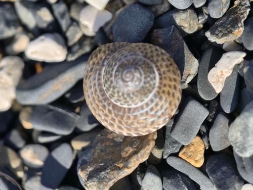 Umbonium costatum observed 2026-08-19