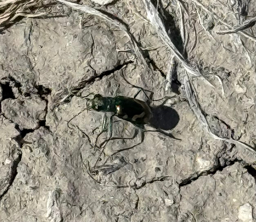 Badlands Tiger Beetle