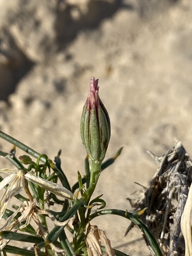Hole-in-the-sand Plant
