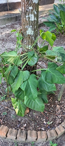 Philodendron fragrantissimum, photograph 2