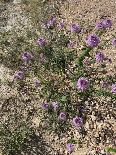 Rocky Mountain Beeplant