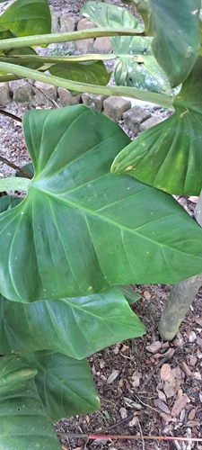 Philodendron fragrantissimum, photograph 3