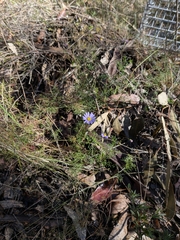 Brachyscome multifida