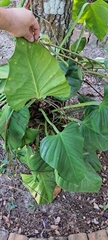 Philodendron fragrantissimum, photograph (c) Marcio Santos Ferreira, some rights reserved (CC BY)