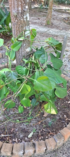 Philodendron fragrantissimum, photograph 5