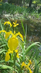 Iris pseudacorus