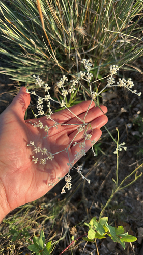 Eriogonum annuum, photograph 6