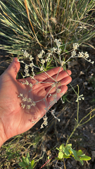 Eriogonum annuum, photograph author not stated, no rights reserved