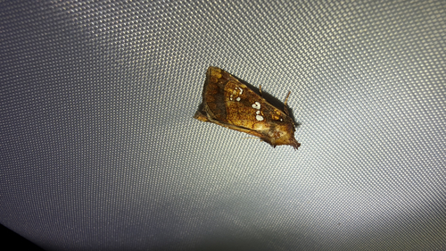 Thistle Stem Borer Moth (Papaipema arctivorens)