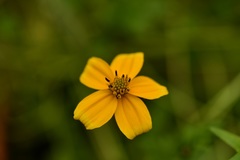 Bidens ballsii