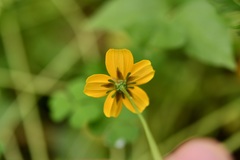 Bidens ballsii
