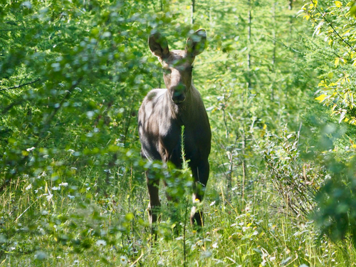 Moose