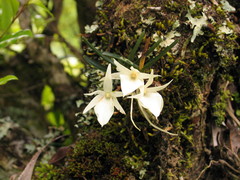 Angraecum rutenbergianum image