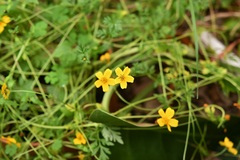 Bidens ballsii