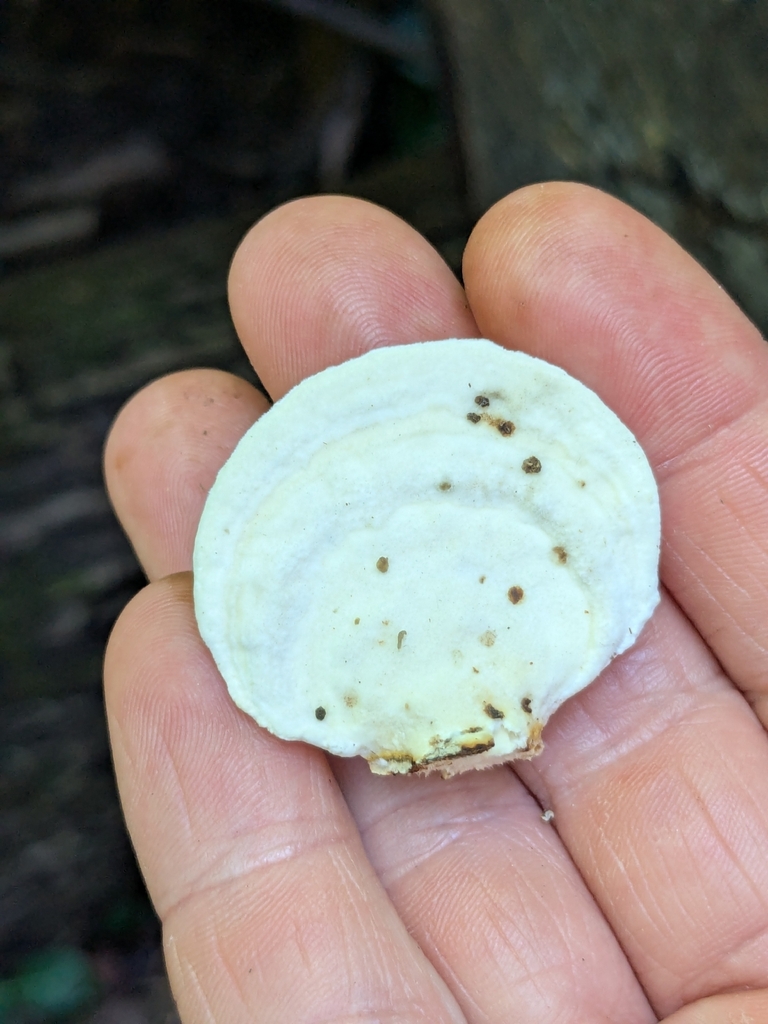 Lumpy Bracket · August 2026 · photo: Photo: (c) Hannah Jones, some rights reserved (CC BY) · iNaturalist