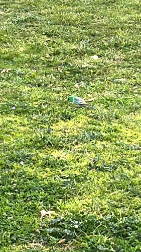 Red-rumped Parrot