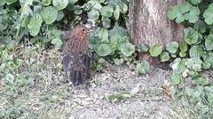 Turdus merula