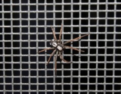 Pulchellodromus pulchellus