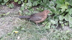 Turdus merula