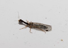 Raphidia mysia