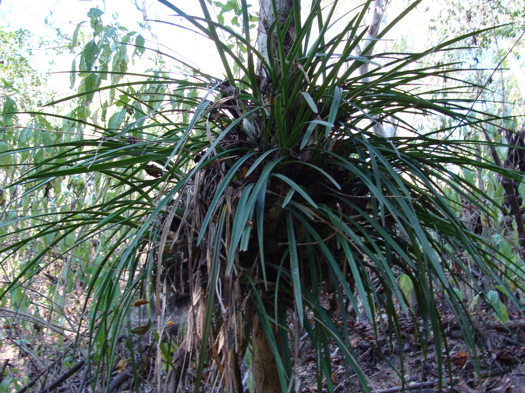 Encyclia enriquearcilae
