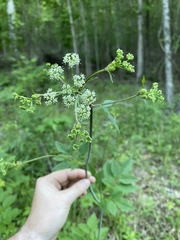 Ligusticum canadense