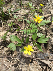 Ranunculus hispidus nitidus
