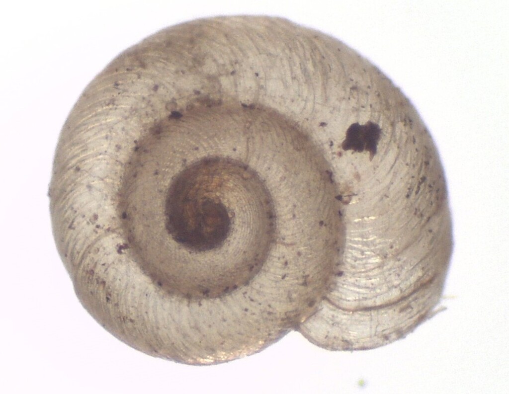 Median Striate Snail