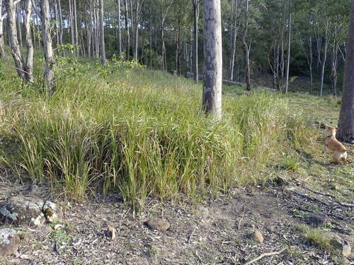 Cogon Grass