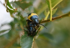 Monocesta ducalis