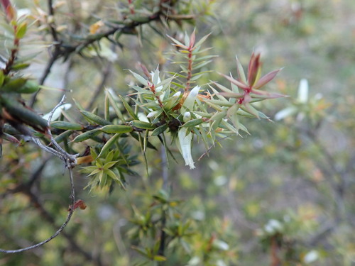 Prickly Beard-heath