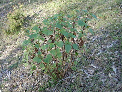 Crofton Weed