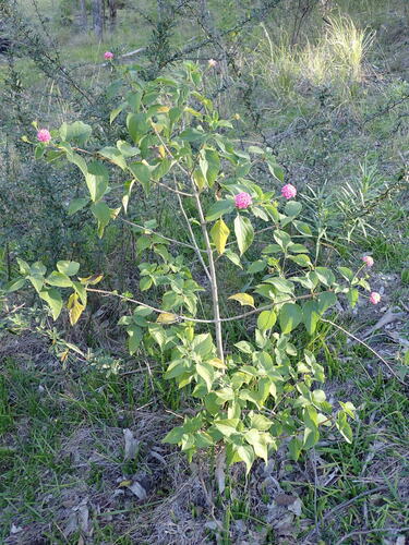 common lantana