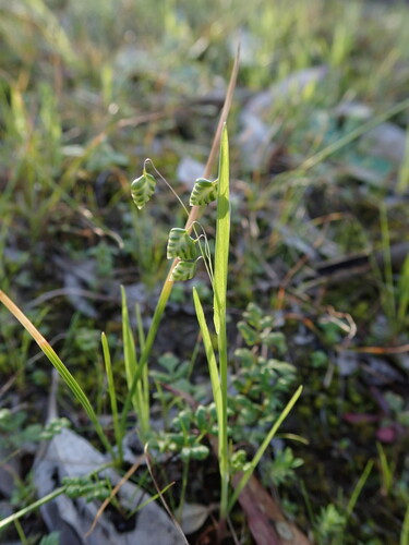Little quaking-grass